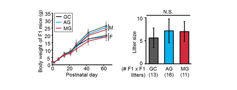 research brief - matsumura et al 3f and 3g