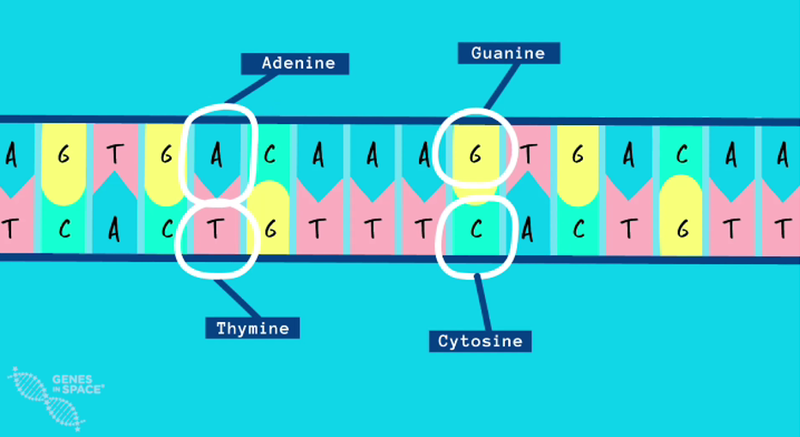 DNA structure.png