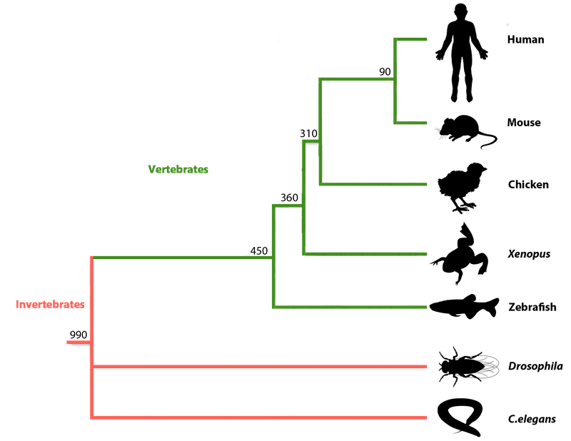 model organisms