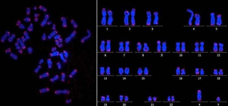 telomeres