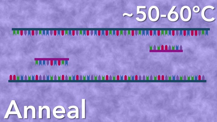 PCR