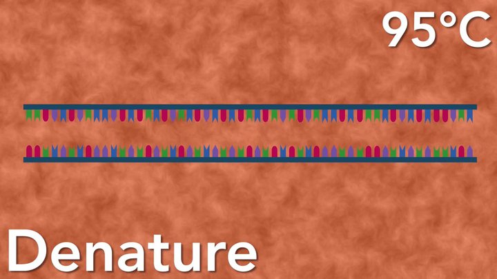 PCR