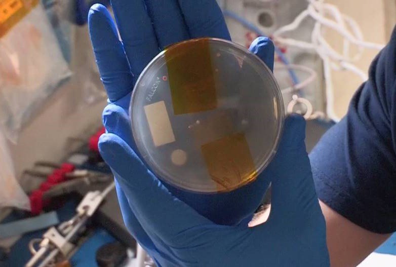Astronaut Nick Hague holds a plate containing gene-edited yeast. Photo credit: NASA.