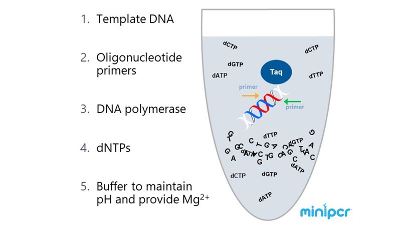 PCR